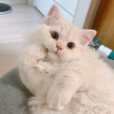 Anthony Ginting's avatar