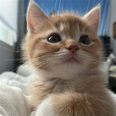 Mahfud MD's avatar